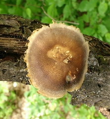 Lentinus substrictus