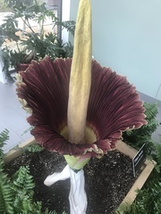 Amorphophallus titanum