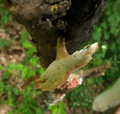 Lentinus substrictus