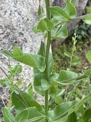 Acourtia microcephala