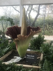 Amorphophallus titanum