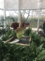 Amorphophallus titanum