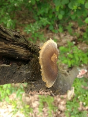Lentinus substrictus