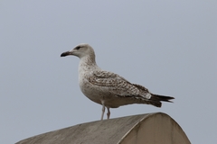 Larus michahellis