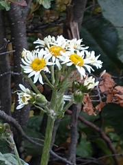Senecio smithii