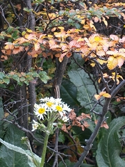Senecio smithii