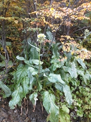 Senecio smithii