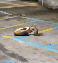 Sciurus carolinensis