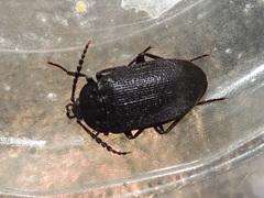 Penthe pimelia
