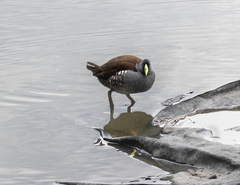 Porphyriops melanops