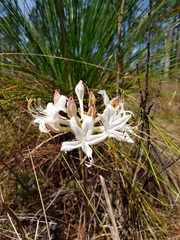 Rhododendron atlanticum