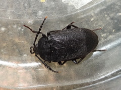 Penthe pimelia
