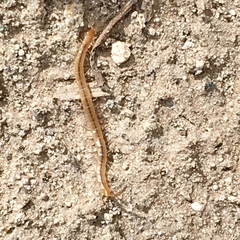 Arthrorhabdus pygmaeus