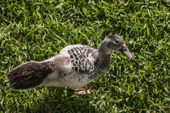 Cairina moschata domestica