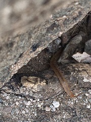 Arthrorhabdus pygmaeus