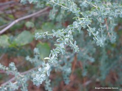 Adenocarpus telonensis