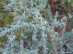 Adenocarpus telonensis