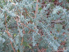 Adenocarpus telonensis