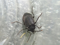 Penthe pimelia