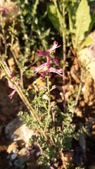 Fumaria bastardii