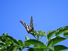 Iphiclides feisthamelii