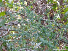 Adenocarpus telonensis