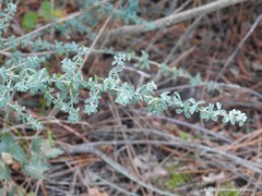 Adenocarpus telonensis