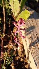 Fumaria bastardii