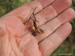 Adenocarpus telonensis