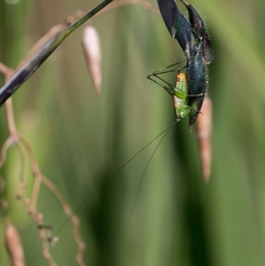 Conocephalus ochrotelus