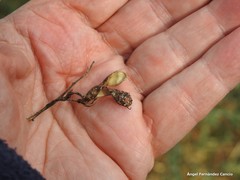 Adenocarpus telonensis