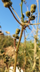 Sonchus asper asper