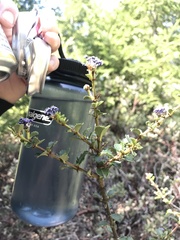 Ceanothus gloriosus exaltatus