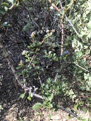 Ceanothus gloriosus exaltatus