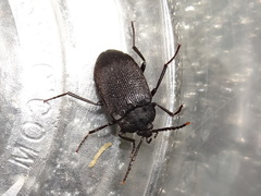 Penthe pimelia