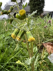 Senecio vulgaris