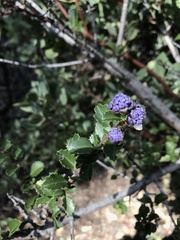 Ceanothus gloriosus exaltatus