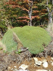 Bolax gummifera