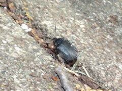 Penthe pimelia