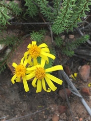 Senecio pinifolius