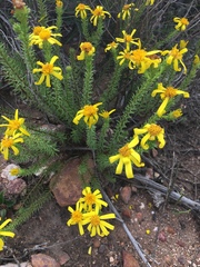 Senecio pinifolius