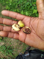 Cola nitida