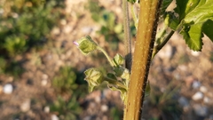 Malva multiflora