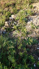 Malva multiflora
