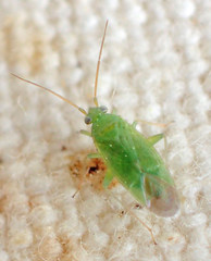 Orthotylinae