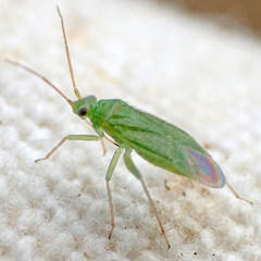 Orthotylinae