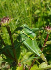 Polysarcus denticauda