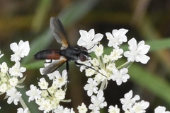 Clairvillia biguttata