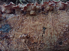 Auricularia brasiliana