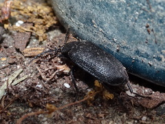 Penthe pimelia